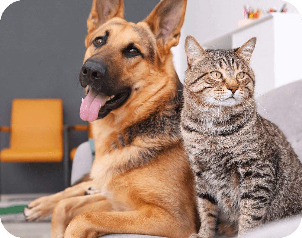 Cat Health – Keeping Them Purr-fect